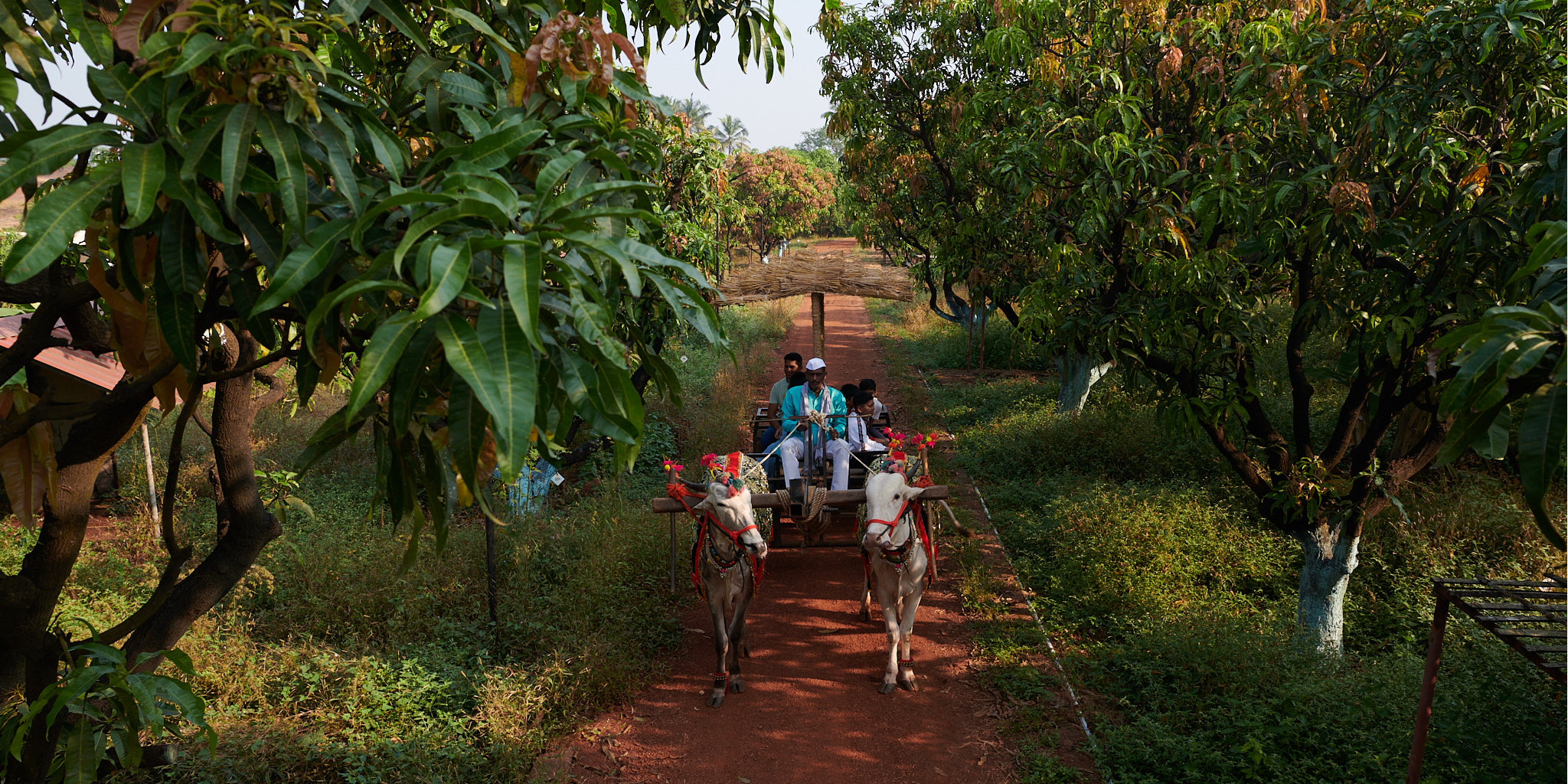 Bullock Cart Ride	